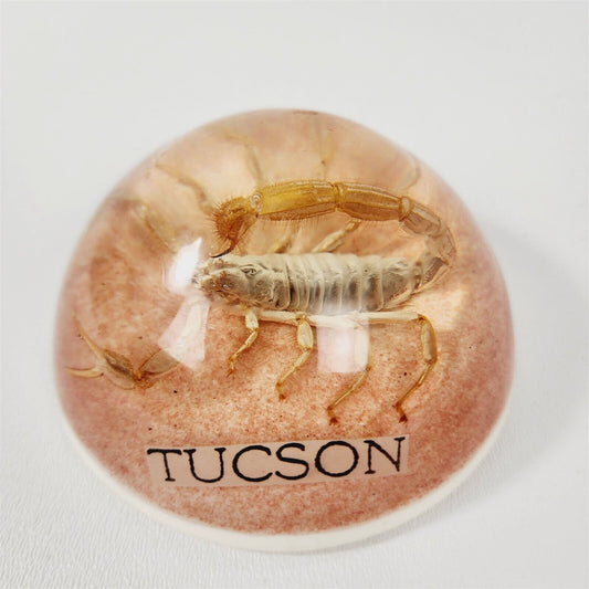 Vintage Lucite Scorpion Paperweight Tuscon Tourist Souvenir - 3 3/4"