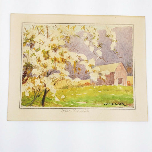 William Charles Baker Watercolor Wild Clematis 6x8" unframed